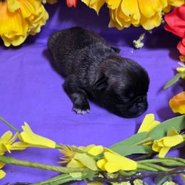 Brindle Girl (pink toe) - Brindle female Pug puppy in Tulsa, Oklahoma from Locust Creek Pugs & Japanese Chin's