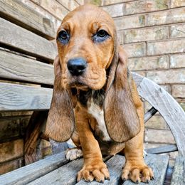 Ruby - Red female Colombian Fino Hound puppy in Kingston, Tennessee from Fino Hounds USA