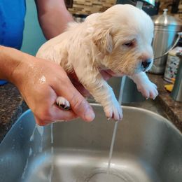Labrador Retriever Puppies from Bear Bones Labradors