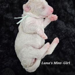 Mint Girl - Parti female Labradoodle puppy in Payson, Utah from Utah County Labradoodles