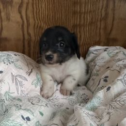 Boy 3- Midnight - Black and cream male Dachshund puppy in Wolf Lake, Indiana from Canisteo Dachshunds