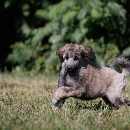 Poodle Puppies from Mystic Moon Poodles