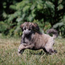 Poodle Puppies from Mystic Moon Poodles