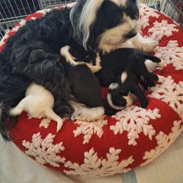 Tibetan Terrier Puppies from Arkeden Tibetan Terriers