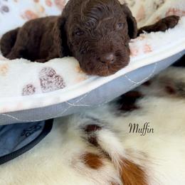 Muffin - Chocolate female Goldendoodle puppy in Taylorsville, Georgia from Sweet Southern Doodles