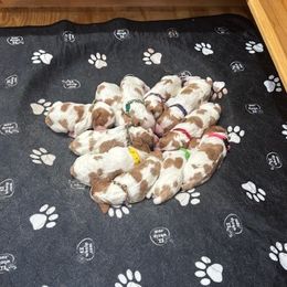 Girl 1 - Orange and white female Brittany puppy in Moseley, Virginia from Brier Ridge Kennels & Outfitters