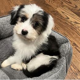 Aussiedoodle and Australian Shepherd Puppies from Junipersdoodles