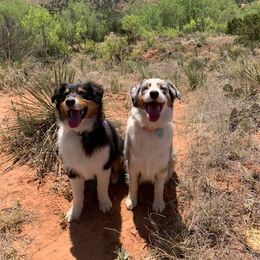 Australian Shepherd Puppies from 4t Aussies