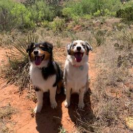 Australian Shepherd Puppies from 4t Aussies