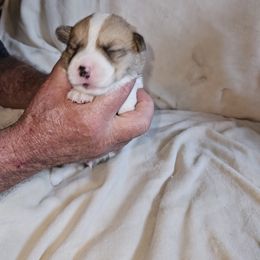 Pembroke Welsh Corgi Puppies from Gingersnap Pembroke Welsh Corgis