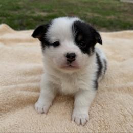 Fancy - White and black female Pembroke Welsh Corgi puppy in Stillwater, Oklahoma from Steele Family Farms