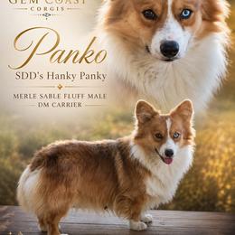 Panko - American Corgi