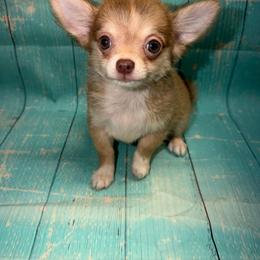 Bonnie - Black sabled fawn female Chihuahua puppy in Palmyra, Indiana from Country Star Chihuahuas