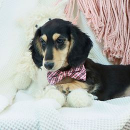 Dachshund Puppies from Caleb Ramer