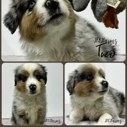 (2) Donner, BMM - Blue merle male Miniature American Shepherd puppy in Huntington, Texas from JKKJ Farms