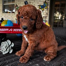 Purple Collar - Female - Chocolate female Goldendoodle puppy in Eunice, Louisiana from Maison De Pawz