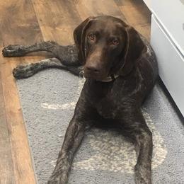 Bailey - German Shorthaired Pointer