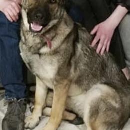German Shepherds from Divine German Shepherds