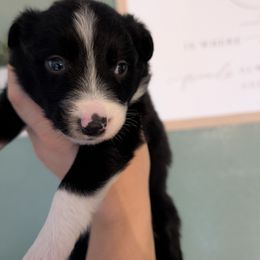 Rain - Black and white male Border Collie puppy in Grapeview, Washington from Athena’s Collies