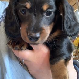 Dachshund Puppies from Sassafras Dachshunds