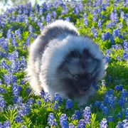 Sansa  - Keeshond