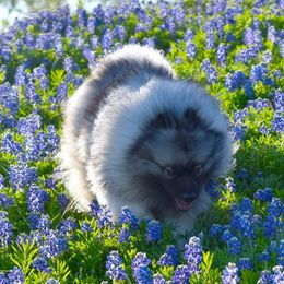 Sansa  - Keeshond
