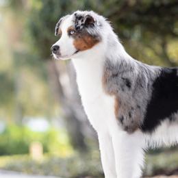 Australian Shepherds from Simons Aussies