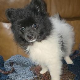 Hunnibunnies Venus - Black parti female Pomeranian puppy in Cleveland, Ohio from Hunnibunnies