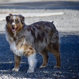 Chloe - Australian Shepherd