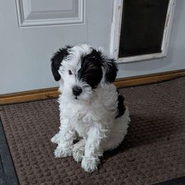 Girl 1 - Schnoodle puppy from Pawsome Puppies