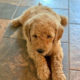 Goldendoodle Puppies from Bear Ridge Doodles