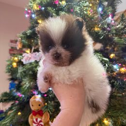 Chocolate parti boy - Chocolate parti male Pomeranian puppy in Oak Lawn, Illinois from Pomeranian Boutique