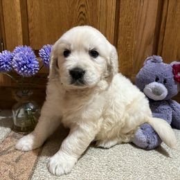 Blink - Light golden female Golden Retriever puppy in Grant County, Indiana from On The Sunny Side Pavey Farms