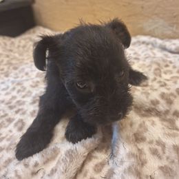 Desiree - Black female Miniature Schnauzer puppy in Warrenville, South Carolina from All Paws Pet Resort