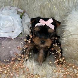 Precious - Blue and gold female Yorkshire Terrier puppy in Darrington, Washington from Seven Cedars Yorkies