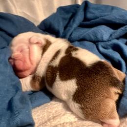Oceanus - Lilac tri-color male Bulldog puppy in Fort White, Florida from Bullgodz English Bulldogs