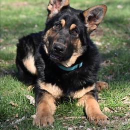 Lea - Black and tan female German Shepherd puppy in Ramsey, Illinois from Haus-Farr German Shepherds