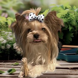 Katty - Biewer Terrier