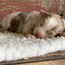 Miniature Australian Shepherd Puppies from Windy Hills Mini Aussies