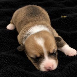 Boy 6 - Sable male Pembroke Welsh Corgi puppy in Port Republic, Maryland from Bestfurends