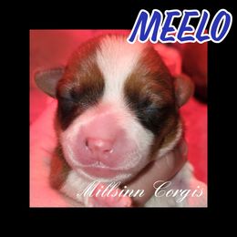 Pembroke Welsh Corgi Puppies from Millsinn Corgis