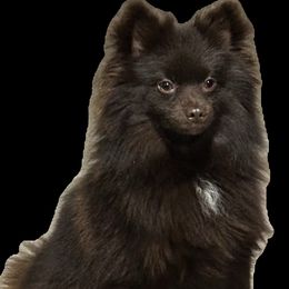 Venus - Pomeranian