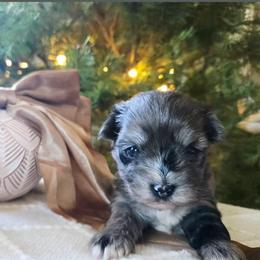 Maximillion - Blue and gold male Yorkshire Terrier puppy in Jacksonville, Florida from Ja'Dor Yorkies