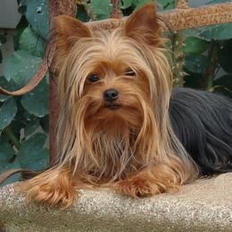 Yorkshire Terriers from Country Yorkies