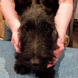 Scottish Terrier Puppies from Gallica Scottish Terriers