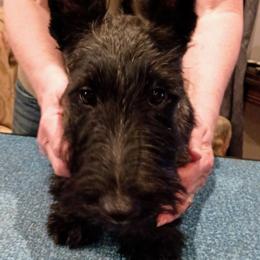 Scottish Terrier Puppies from Gallica Scottish Terriers