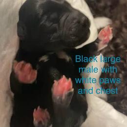 2 black male with white all paws and chest -larger - Black male Miniature Schnauzer puppy in Ravensdale, Washington from Serenity Schnauzers