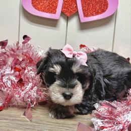 Sable - Black female Miniature Schnauzer puppy in Huntington, Utah from Schnauzers on Robinson Lane