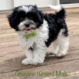 Oregano - Black and white male Shichon puppy in De Pere, Wisconsin from Kinzor Kennels