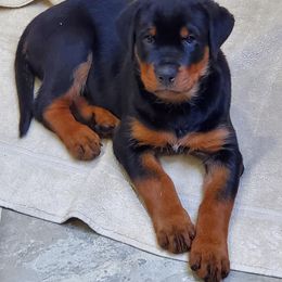 Rottweiler Puppies from Sky Valley Rottweilers